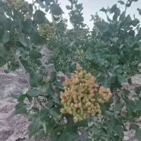 6-هزارمتر-باغ-پسته-در-ایجدان