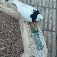 کبوترطوقی
