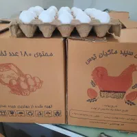 پخش تخم مرغ