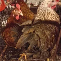 فروش مرغ محلی تخم گذار جوان