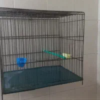 قفس بازاری