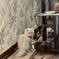 واگذاری گربه