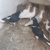 جوجه. ساده. پرشی