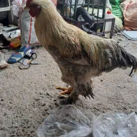 خروس برهما