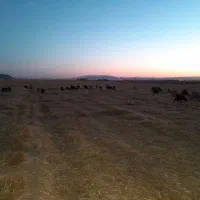 فروش  کهره نر