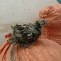 جوجه لاری سه ماهه