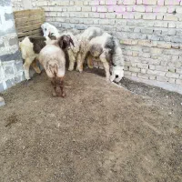 گوسفند بره نر 630