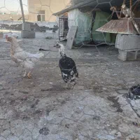 مرغ با خسیی محلی