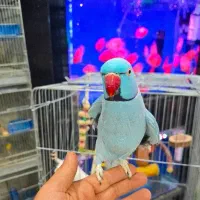 جفت ملنگو آبی و آلبینو