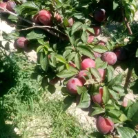 باغ میوه با آب چاه موتور فروشی در شهر چناران