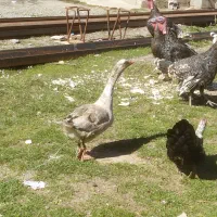 غاز محلی نر