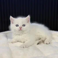 گربه مدیوم هیر رنگ سیلور