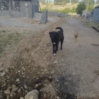 سگ سرابی