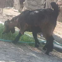 چپشت چاق سرحال