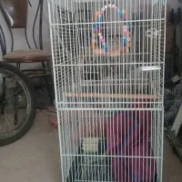 قفس کاسکو