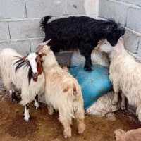 چهارعددبزغاله ۳تانر ۱عددماده ۴۵میلیون ت