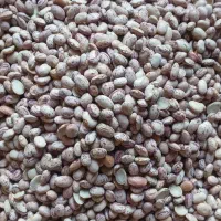 چیتی تمیز درجه ۲