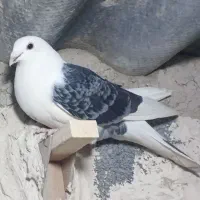 ی جفت دوکت فروشی
