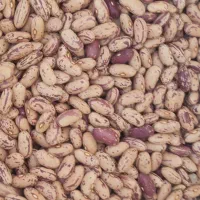 لوبیا چیتی