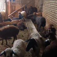 فروش بره نرو ماده چاق ریز درشت