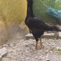 تخم لاری.تخم غاز.تخم سبرایت