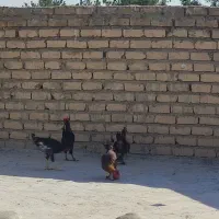 مرغ وخروس