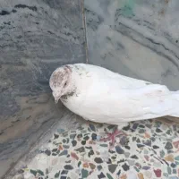 کبوتر نر