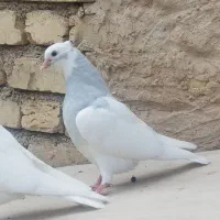 طوق الماسی