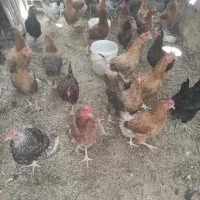 مرغ تخمگذار جوان (وار )