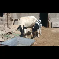گاو|حیوانات مزرعه|قیدار, |دیوار