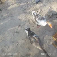 غاز