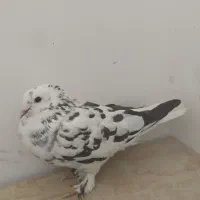 کفتـر۰