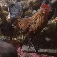 مرغ و خروس