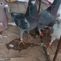 کبوتر