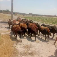 24 رعس میش جوان افشار فروش میرسد