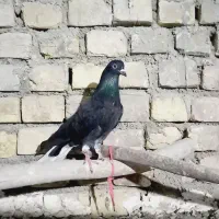 چند عدد کبوتر درجه یک