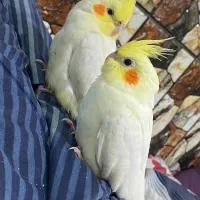 جوجه عروس هلندی