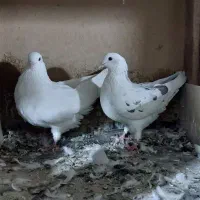 کفتر