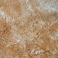قالیچه و پادری ست
