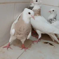 ط وقی کبوتر