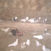 کبوتر