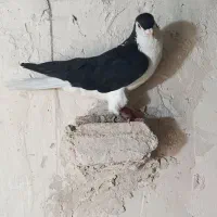 پرنده