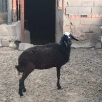 میش افشار