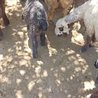 یک‌عدد‌میش‌با‌بره