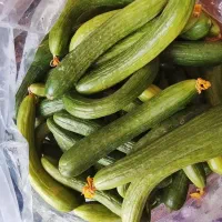 خیار برای خیار شور سر زمین در زنجان100هزار