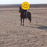 اسب|اسب و تجهیزات اسب‌سواری|نمین, |دیوار