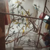 مرغ عشق