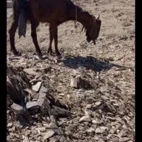 بزمری