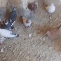 ۱۹ تا کفتر تکی و یجایی