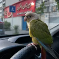 طوطی گرینچیک گمشده